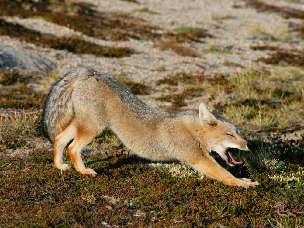 Renard de Patagonie
