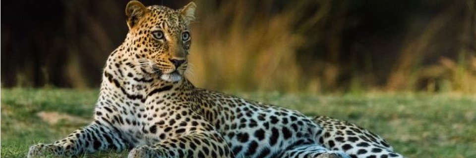Top foto voor Observation des animaux