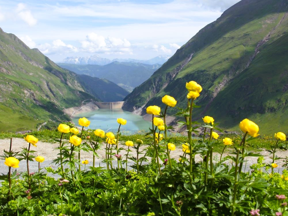 Fleurs en montagne