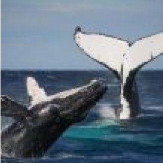 Image pour Booking - Excursions en Australie