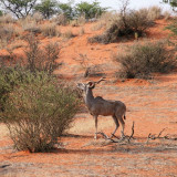 Image pour Les incontournables de la Namibie