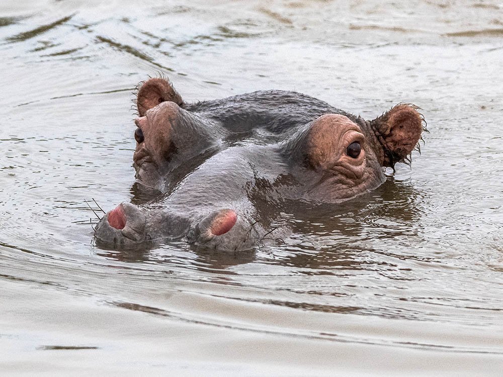 Hippopotame à Sainte-Lucie