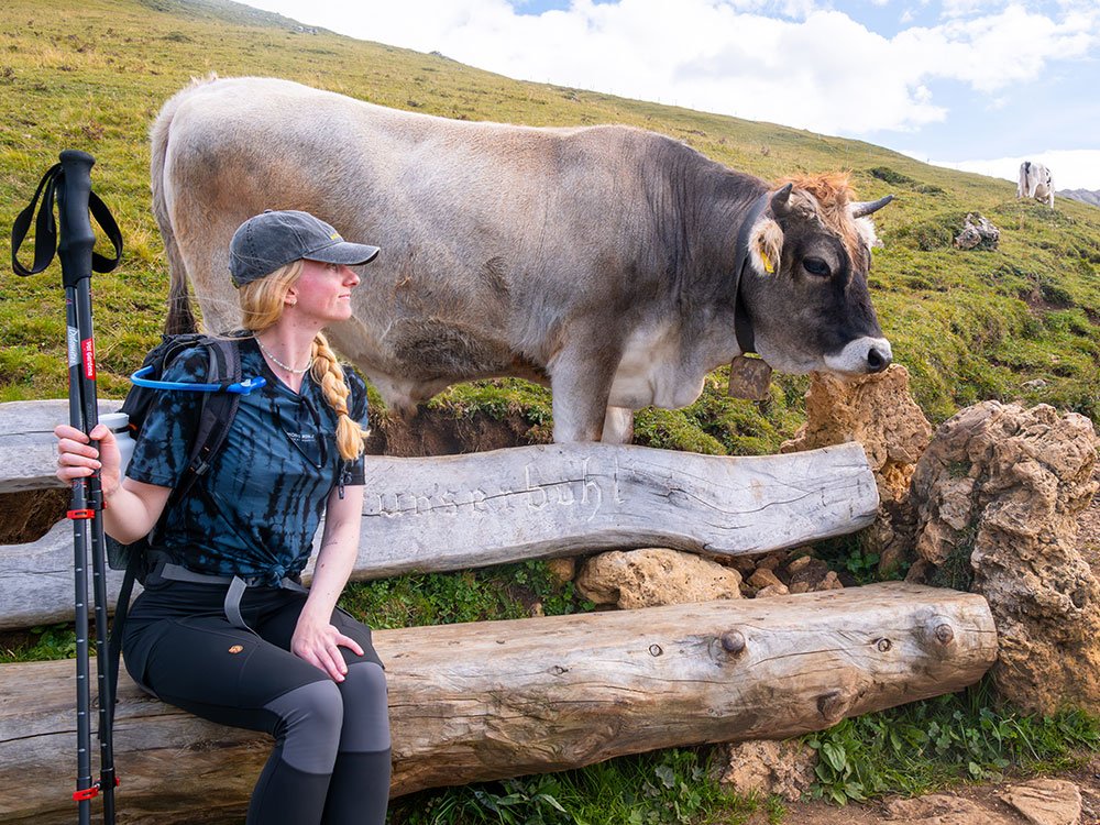Des vaches sur le chemin
