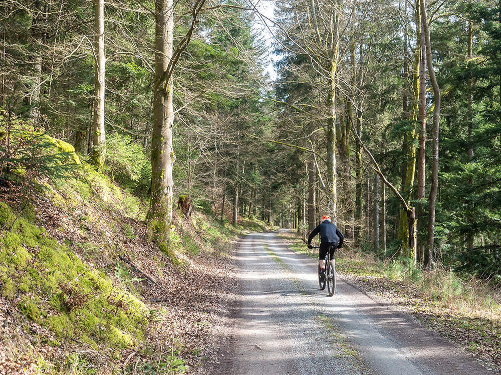 Cross dans les bois