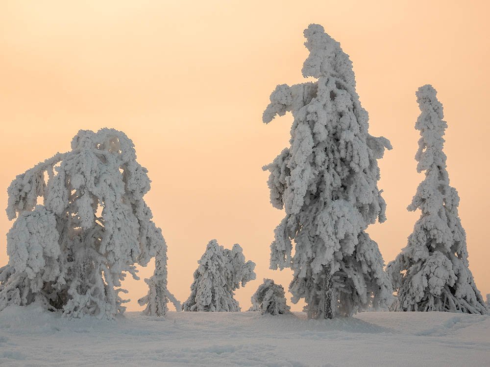 Parc national de Riisitunturi