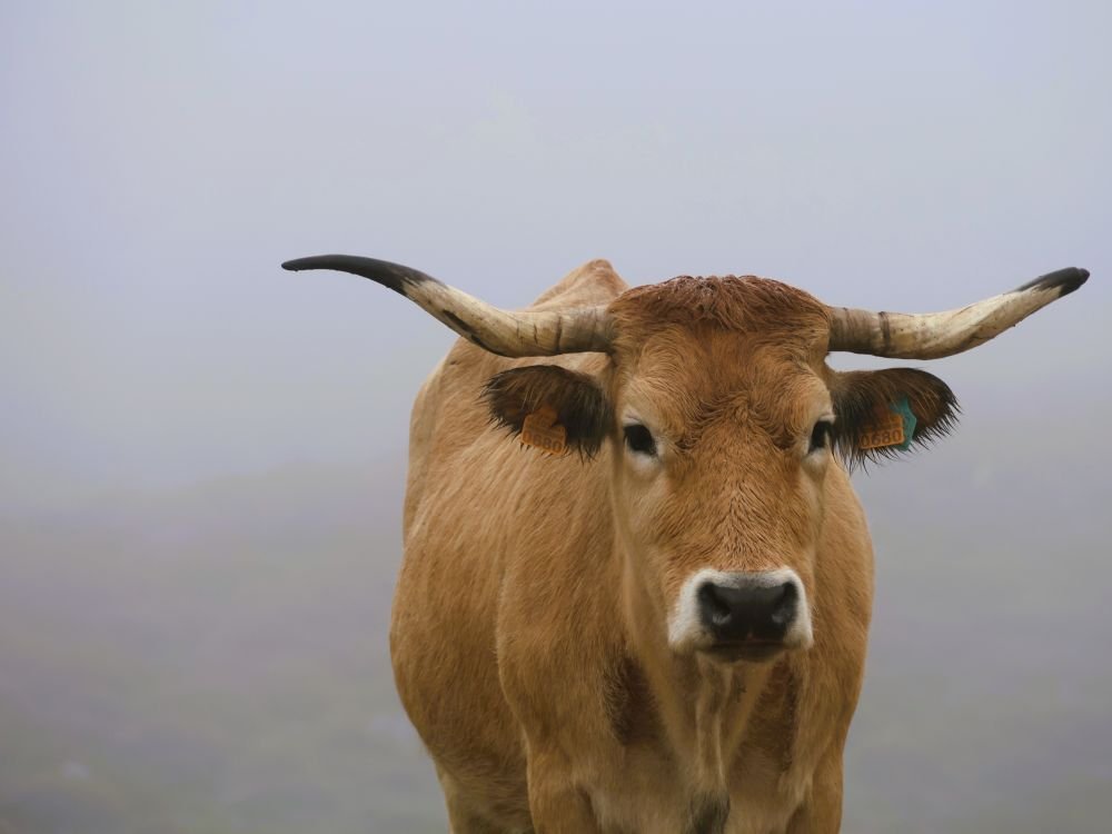 Une vache dans les montagnes