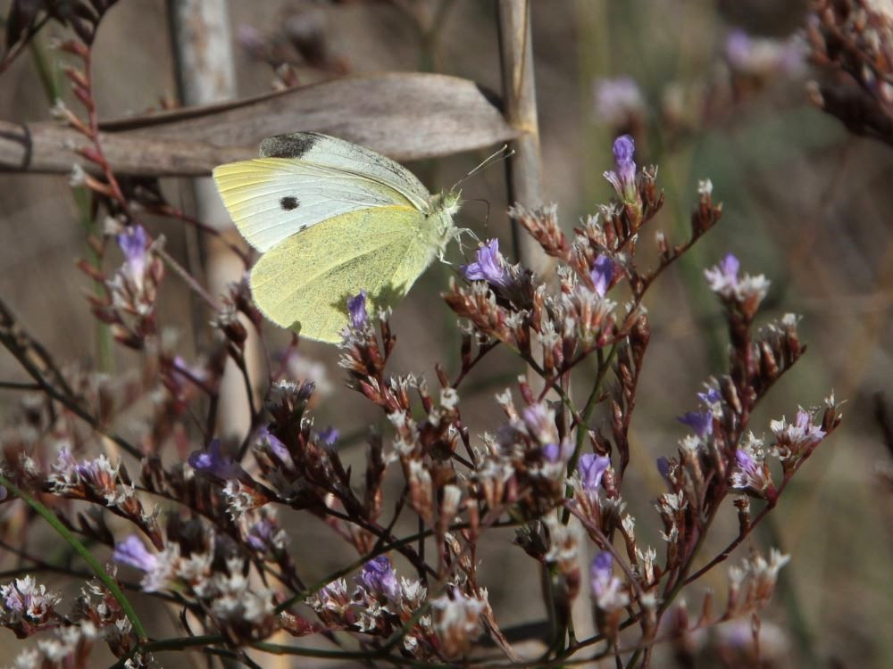 Papillon
