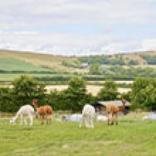 Image pour Un lit au pré - Fermes de vacances en Angleterre