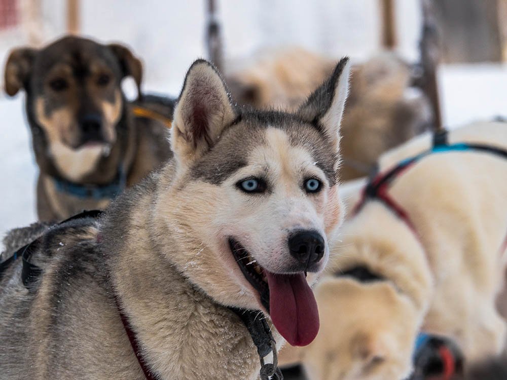 Husky