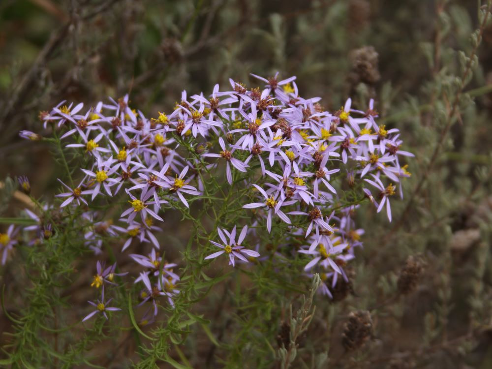Petites fleurs