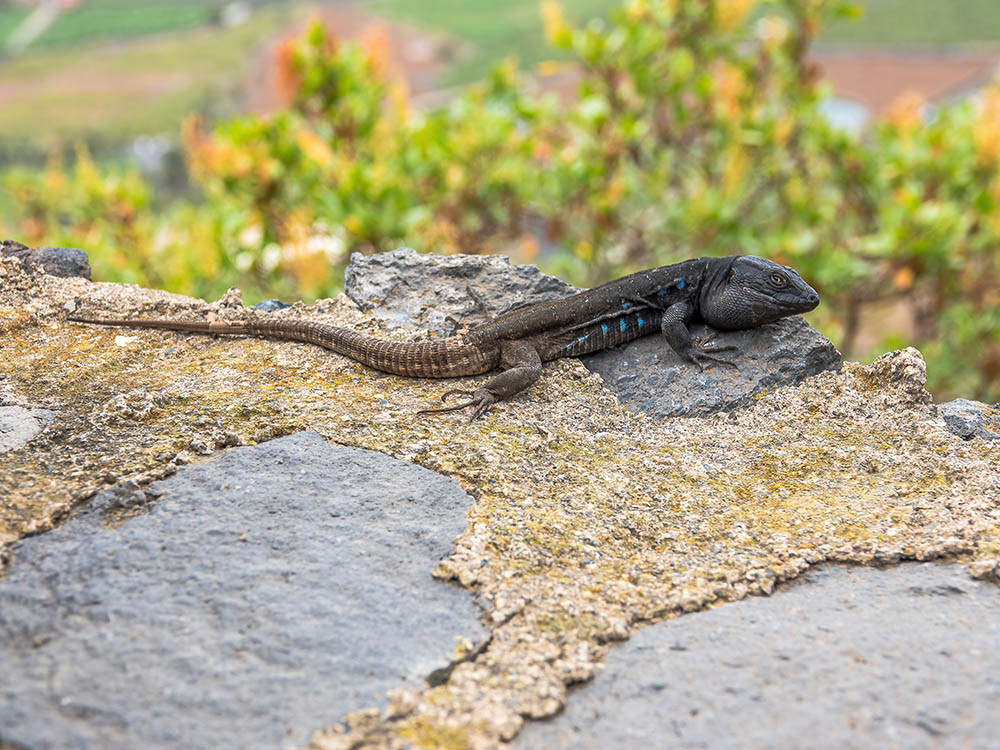 Lézard des Canaries