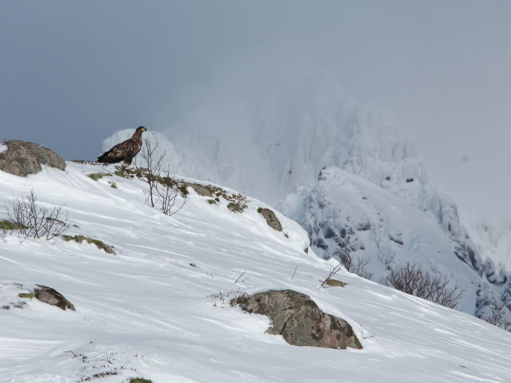 Aigle royal