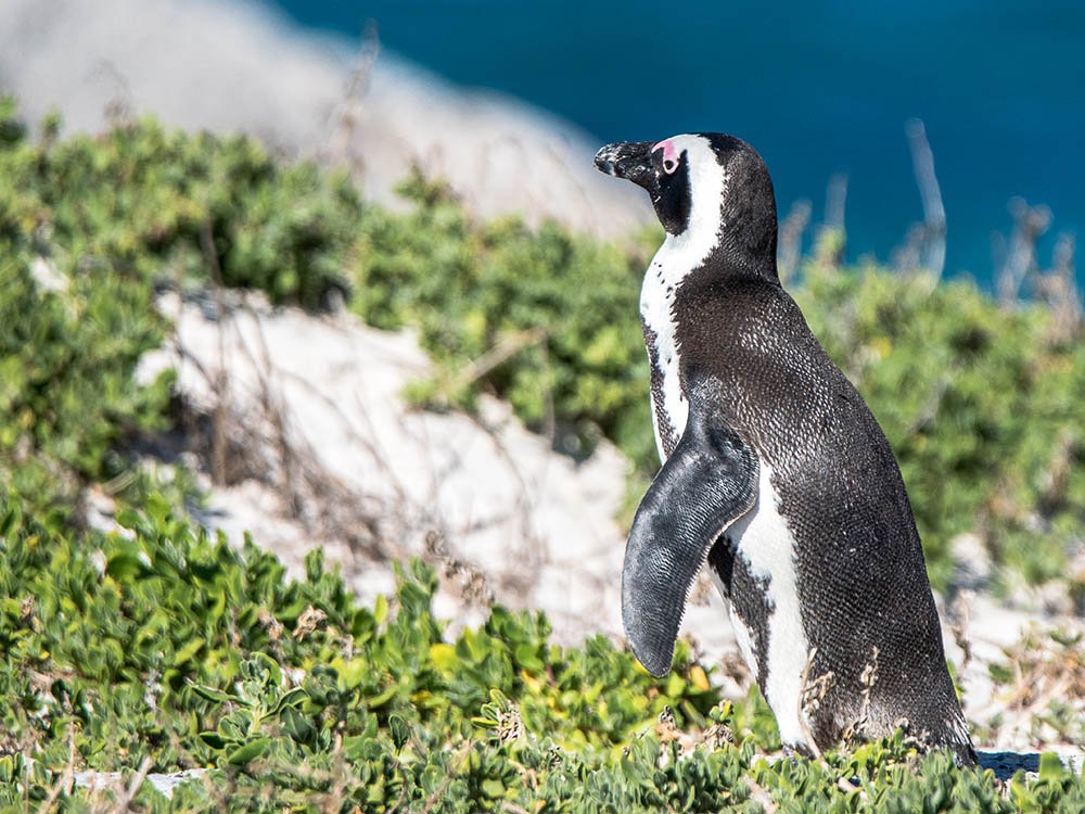 Pinguoins à Boulders Beach