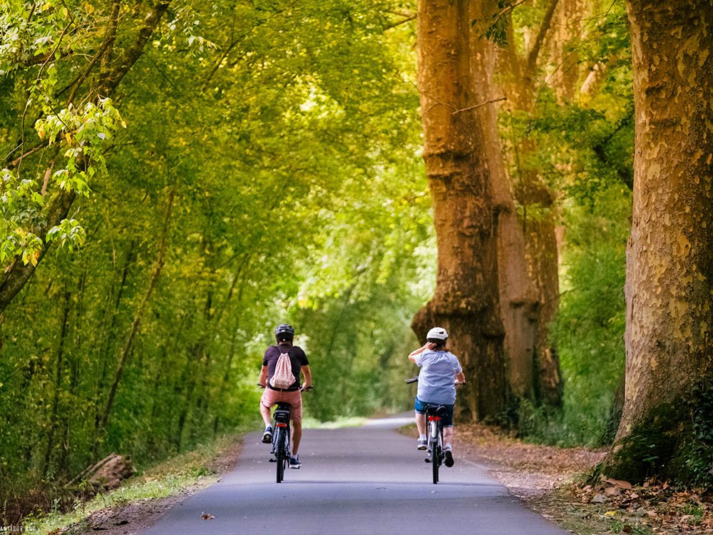 Balade à vélo dans la pinède