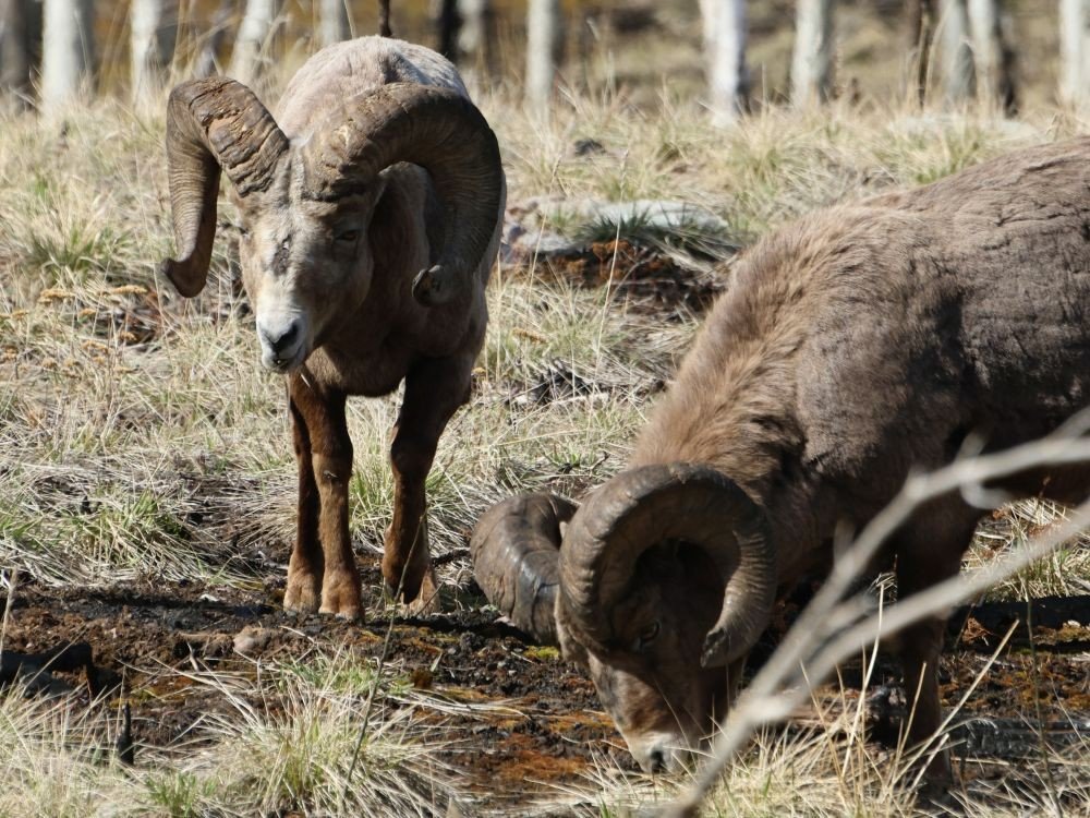 Mouton à cornes épaisses