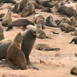 Image pour Cape Cross Namibie