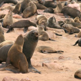 Image pour Cape Cross Namibie