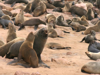 Image pour Cape Cross Namibie