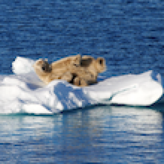 Image pour Nordic - Svalbard en groupe