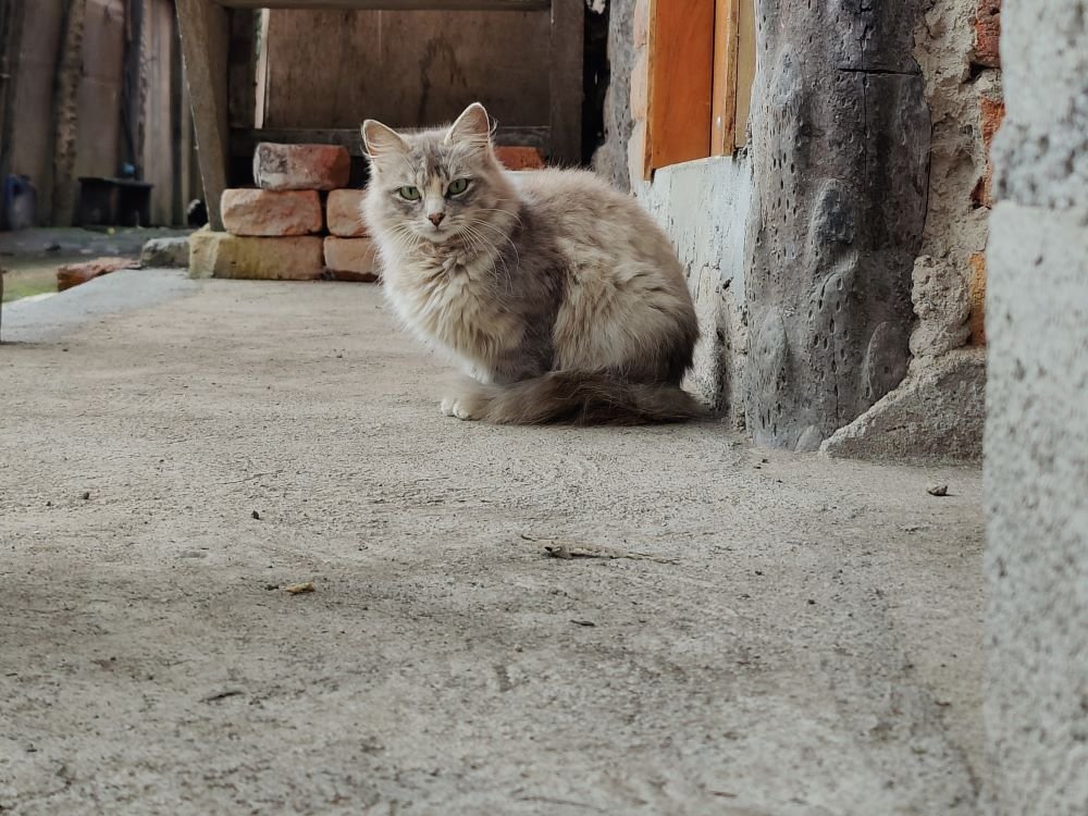 Chat