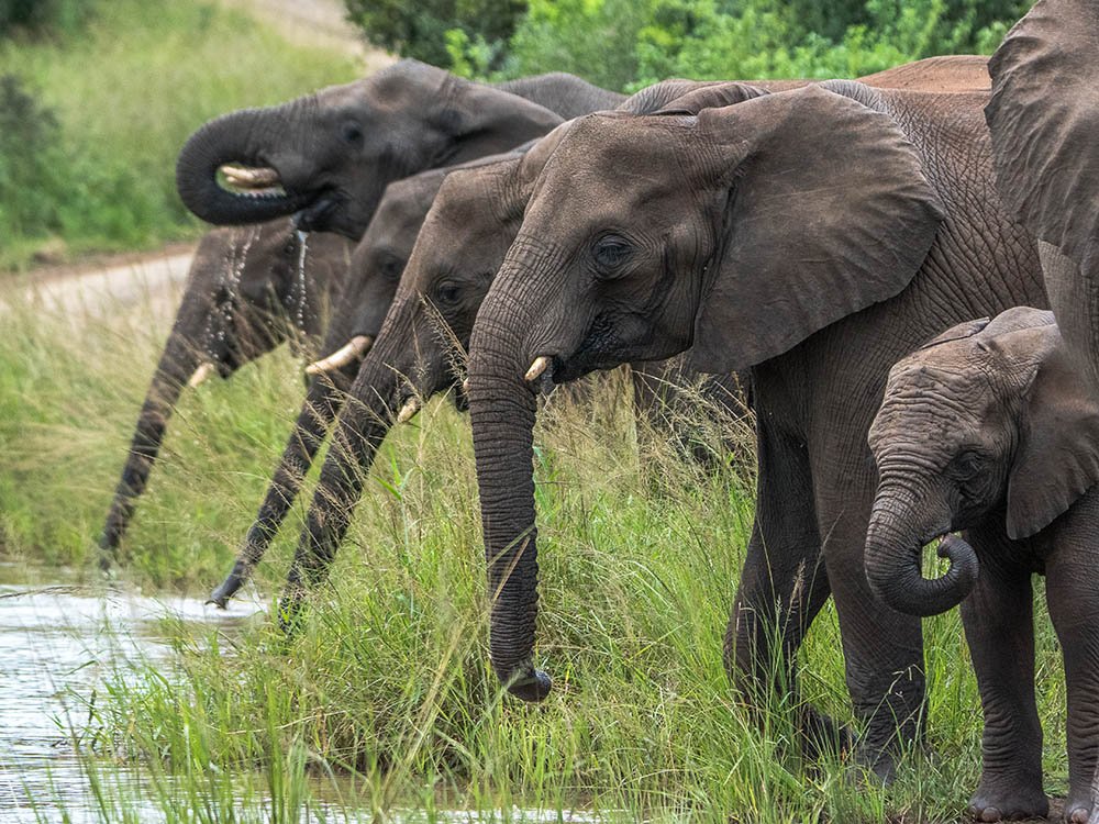 Eléphants