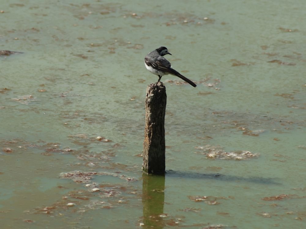 Observation des oiseaux, lac du Der
