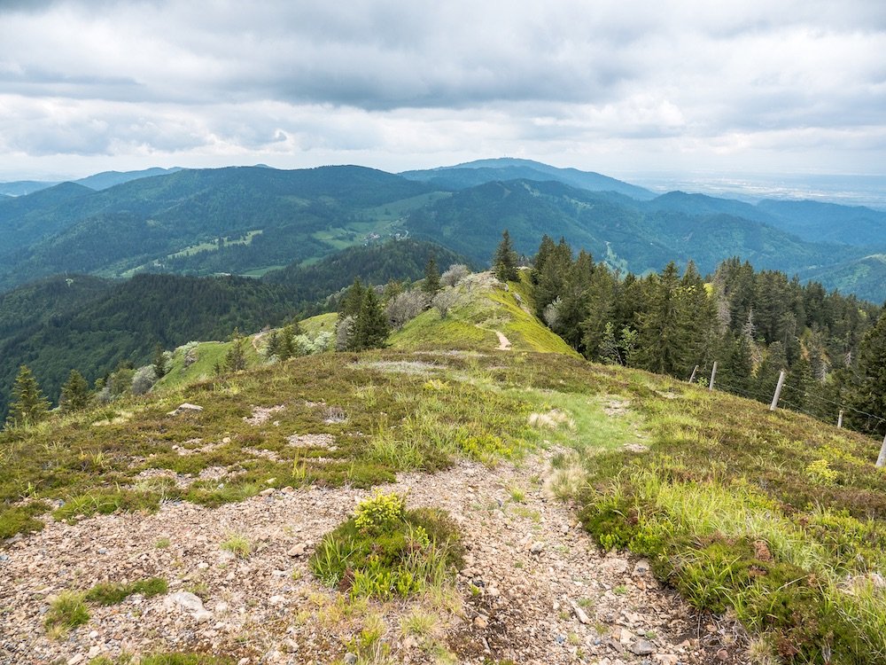 Montagne dans la Forêt
