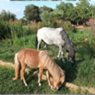 Image pour Booking.com - Camping à la ferme