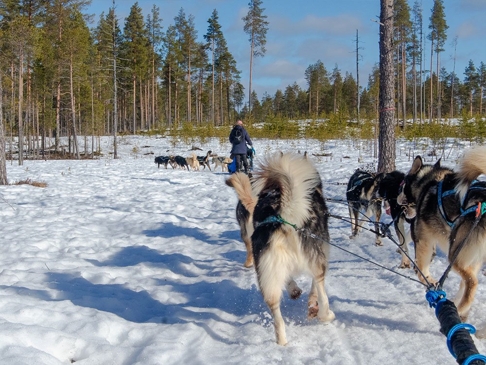 Safari en chiens de traîneau en Finlande