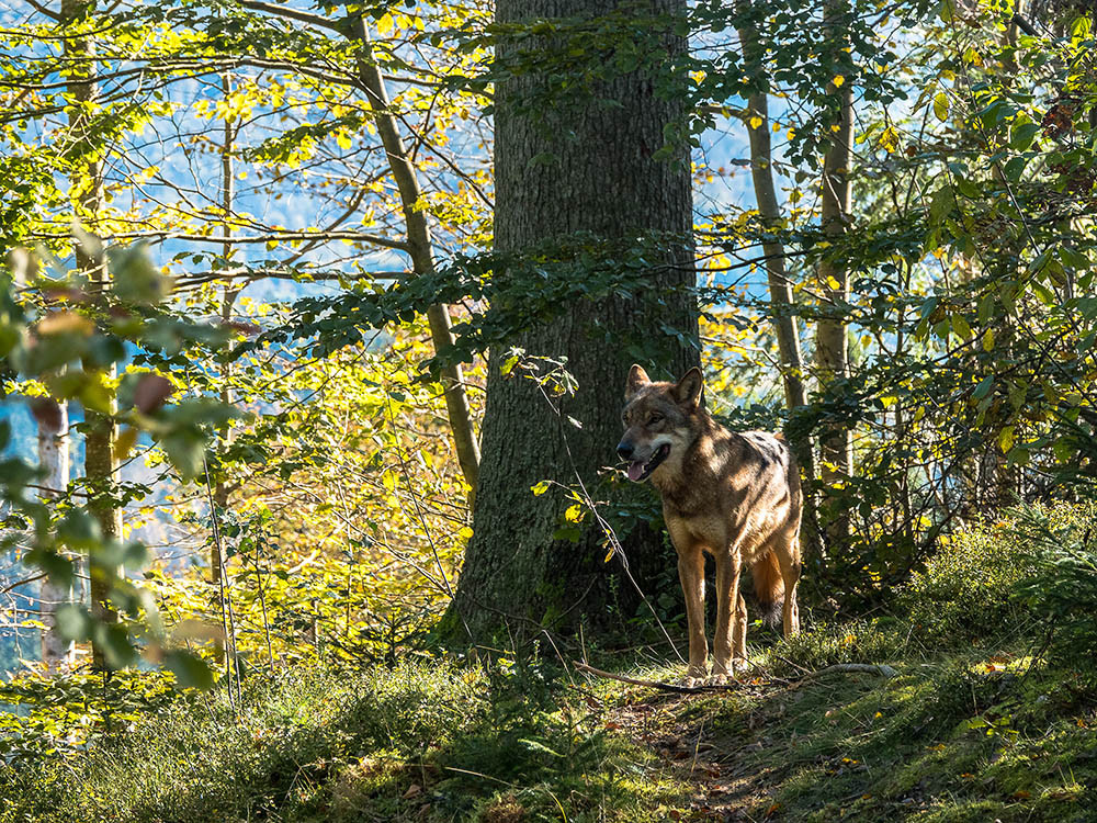 Loup dans un parc animalier