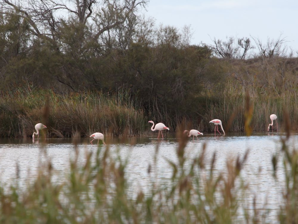 Flamants roses Camargue