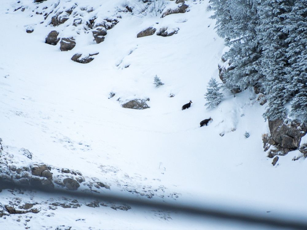Chamois à Avoriaz