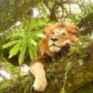 Image pour Atalante - Serengeti