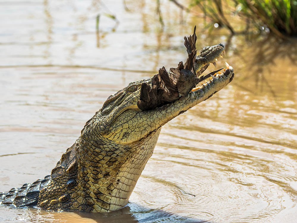 Crocodile avec sa proie