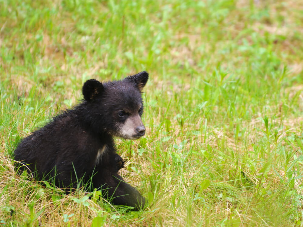 Ourson à Jasper