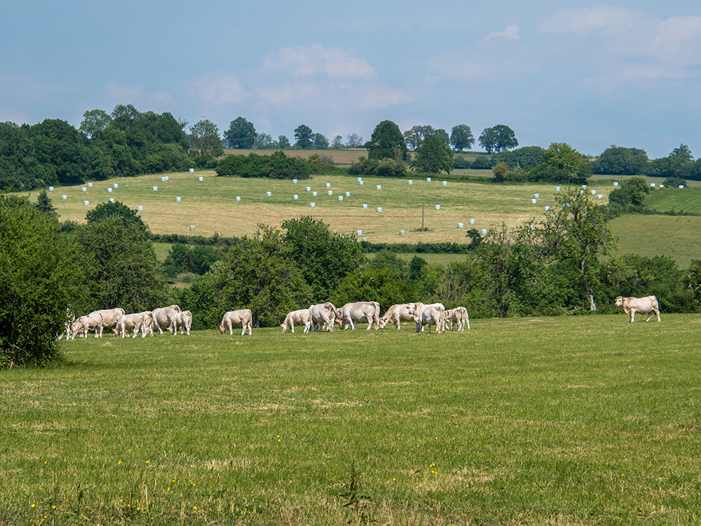 Paysage Ardennes françaises