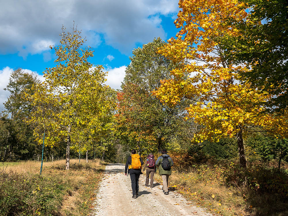 Parc national de la Forêt-de-Bavière