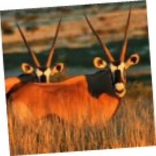 Image pour TUI - Tour Classic Namibie