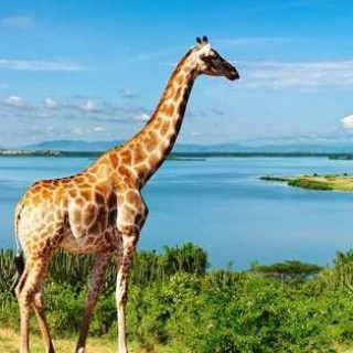 Image pour TUI - Vacances au Kenya