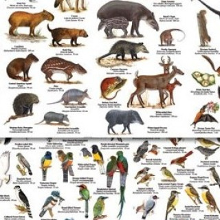 Image pour Natuurgidsjes - Guides de terrain