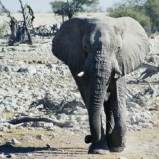 Image pour Explore Namibia - Vacances en 4X4