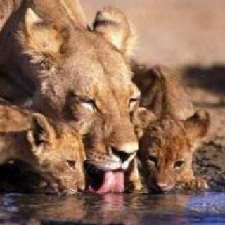 Image pour TUI - Road trip Afrique du Sud