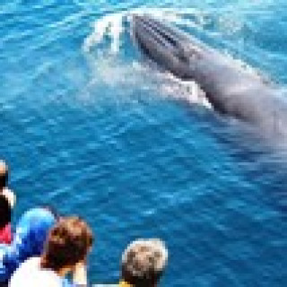 Image pour Get Your Guide - Safari baleine