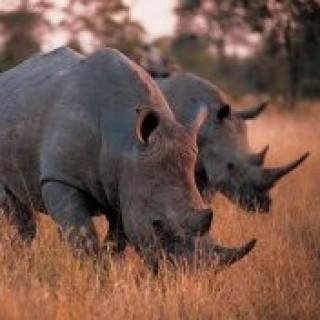 Image pour TUI - Voyages en Afrique