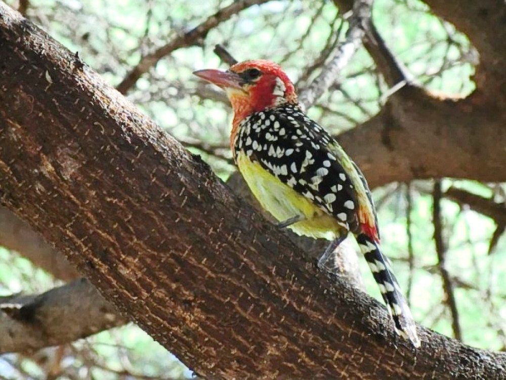 Les oiseaux de Tanzanie