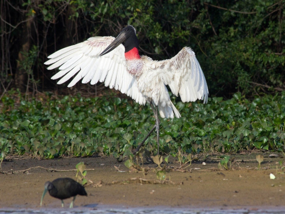 Oiseaux du Brésil - Jabiru d'Amérique