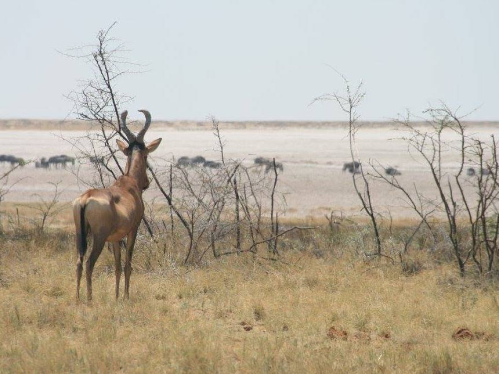 Bubale Namibie