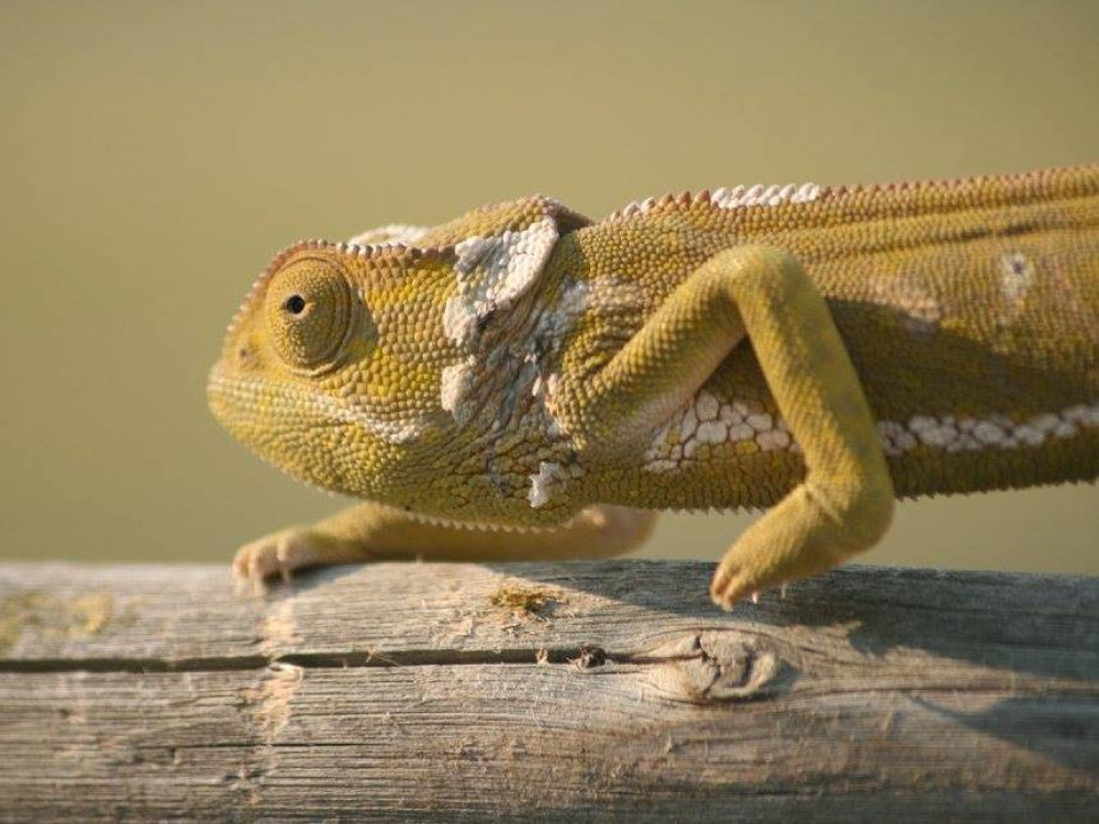 Caméléon en Namibie