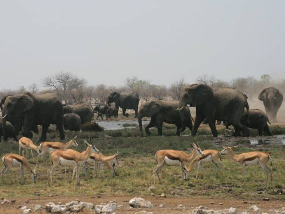 Éléphants et springboks