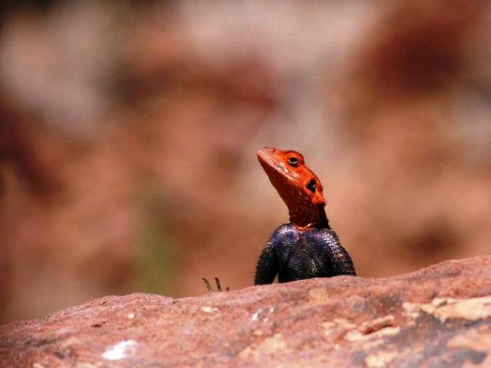 Agama planiceps